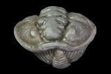 Removable Wide, Enrolled Flexicalymene Trilobite In Shale - Ohio #67982-2